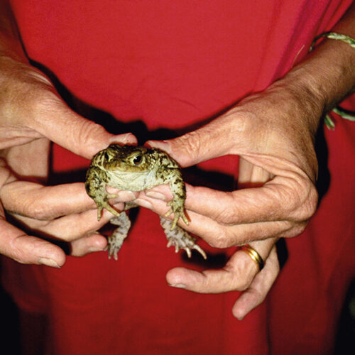 Gently Holding Frog